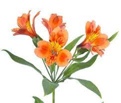 Astromeria Flower Bouquet