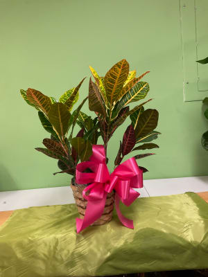 6"  Croton Plant Flower Bouquet