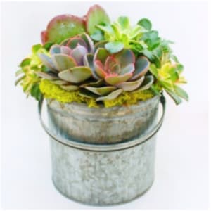 Succulent Planter - Designers Choice