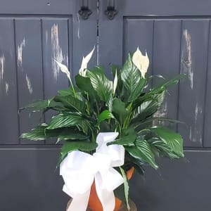 Peaceful Lily, shop optional sizes Flower Bouquet