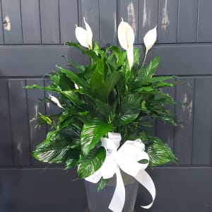 Peaceful Lily, shop optional sizes Flower Bouquet