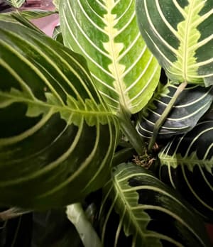 Prayer Plant Flower Bouquet