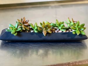 Succulent Planter Flower Bouquet