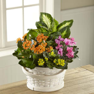 Color Crush Dishgarden Flower Bouquet