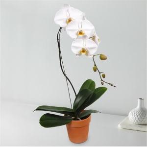 White Cascading Orchid Flower Bouquet