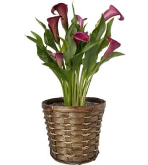 Calla Lily Flower Bouquet