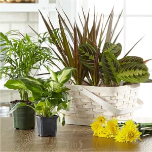 Florist Designed Blooming and Green Plants in a Basket Flower Bouquet