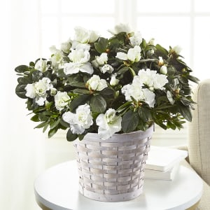 White Azalea Plant Flower Bouquet
