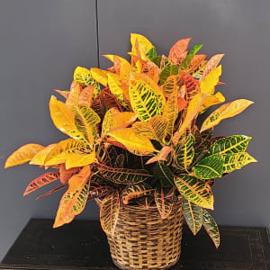 Croton Flower Bouquet