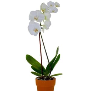 PREMIUM DOUBLE STEM WHITE ORCHID Flower Bouquet