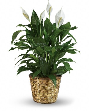 Simply Elegant Spathiphyllum (Peace Lily) - Large Flower Bouquet