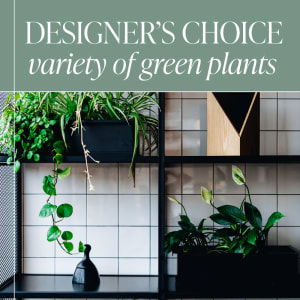 Designer's Choice - Variety of Green Plants Flower Bouquet