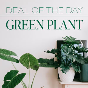 Green Plant Deal of the Day Flower Bouquet