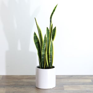 Sansevieria Plant Flower Bouquet