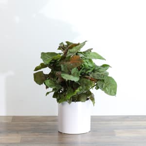 Arrowhead Plant Flower Bouquet