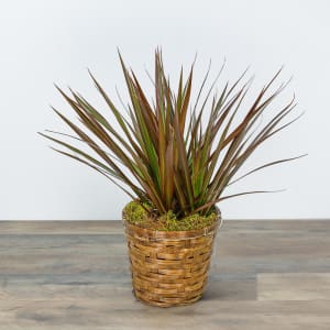 Dracaena Marginata in a Basket Flower Bouquet