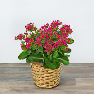 Rosy Bloom Kalanchoe Plant Flower Bouquet