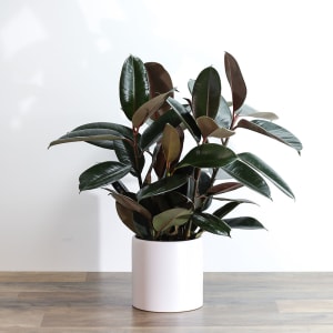 Rubber Tree Plant Flower Bouquet