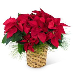 Red Poinsettia Basket Flower Bouquet