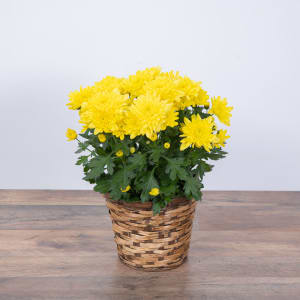 Yellow Chrysanthemum Plant Flower Bouquet