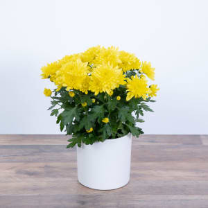 Yellow Chrysanthemum Plant Flower Bouquet