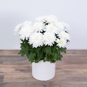 White Chrysanthemum Plant Flower Bouquet