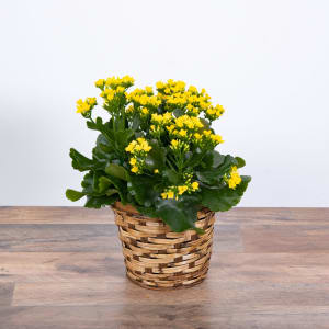 Yellow Kalanchoe Plant Flower Bouquet