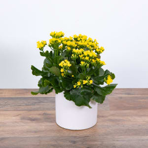 Yellow Kalanchoe Plant Flower Bouquet