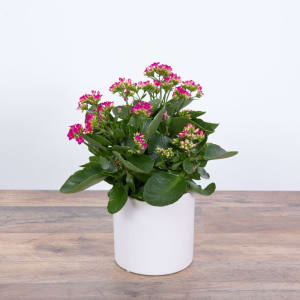 Pink Kalanchoe Plant Flower Bouquet