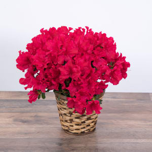 Azalea Plant Flower Bouquet