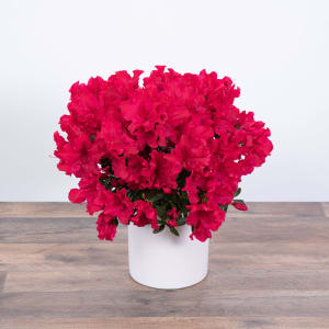 Azalea Plant Flower Bouquet