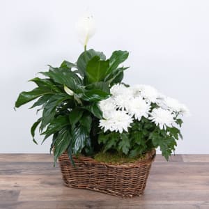 Peace Lily with White Mum Plant Flower Bouquet