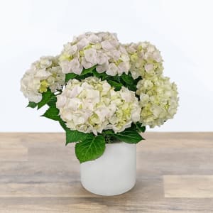 Blush Hydrangea Plant Flower Bouquet