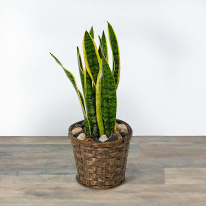 Sansevieria Plant in Basket Flower Bouquet