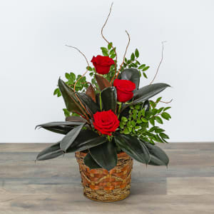 Rubber Tree Plant with Red Roses Flower Bouquet