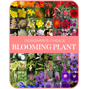 In-Season Blooming Plant Flower Bouquet