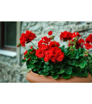 GERANIUM POTTED PLANT Flower Bouquet