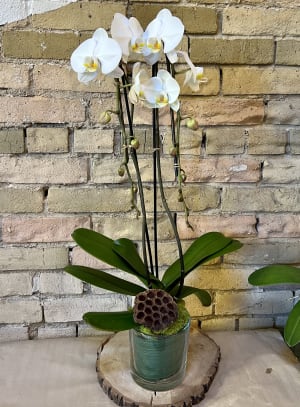 White Double Stem Orchid Flower Bouquet