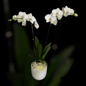 6” Double White Phalaenopsis Orchid Flower Arrangement 6” Double White Phalaenopsis Orchid Flower Bouquet