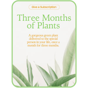 Plant Subscription (3) Flower Arrangement Plant Subscription (3) Flower Bouquet