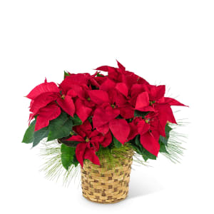 Red Poinsettia Basket Flower Bouquet