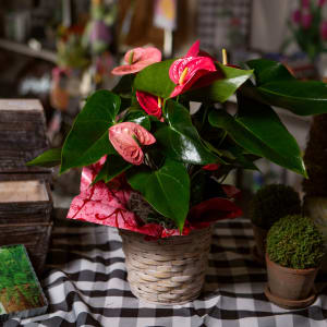 Anthurium Flower Bouquet