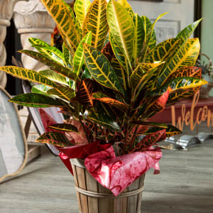 Croton