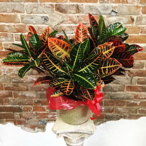 Croton