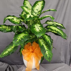 Dieffenbachia Flower Bouquet