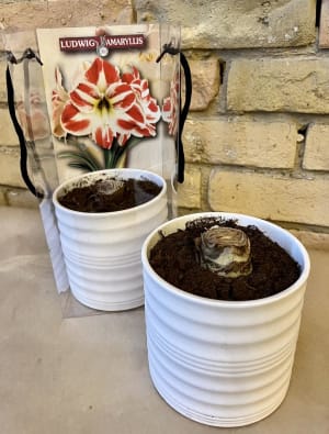 Red and White Amaryllis Bulb in a Ceramic Pot. Flower Bouquet