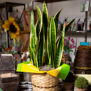 Sansevieria Flower Bouquet