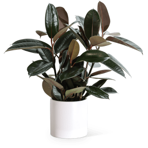 Rubber Plant Flower Bouquet