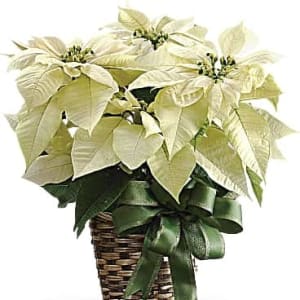 White Poinsettia Flower Bouquet