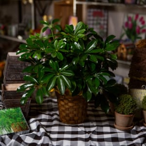 Schefflera Flower Arrangement Schefflera Flower Bouquet